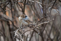 Passer domesticus