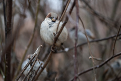 Passer domesticus
