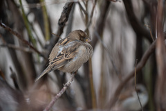 Passer domesticus