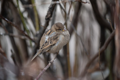 Passer domesticus