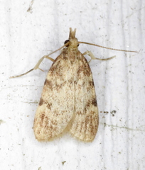 Acallis alticolalis