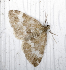 Perizoma alchemillata