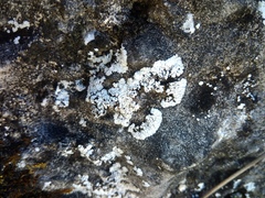 Solenopsora candicans