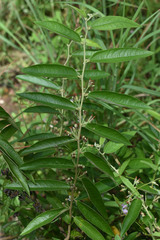 Helicteres semiglabra