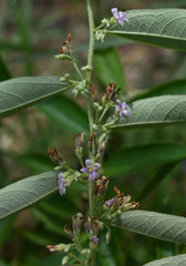 Helicteres semiglabra