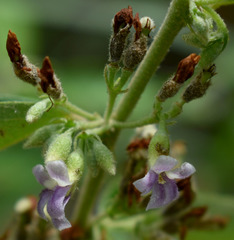 Helicteres semiglabra