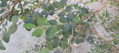 Ziziphus spina-christi