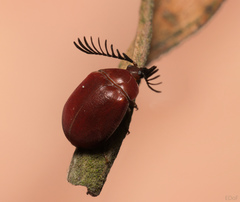 Psephenidae