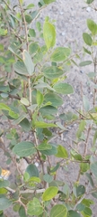 Ziziphus spina-christi