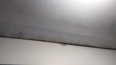 Hemidactylus platyurus