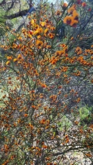 Daviesia divaricata