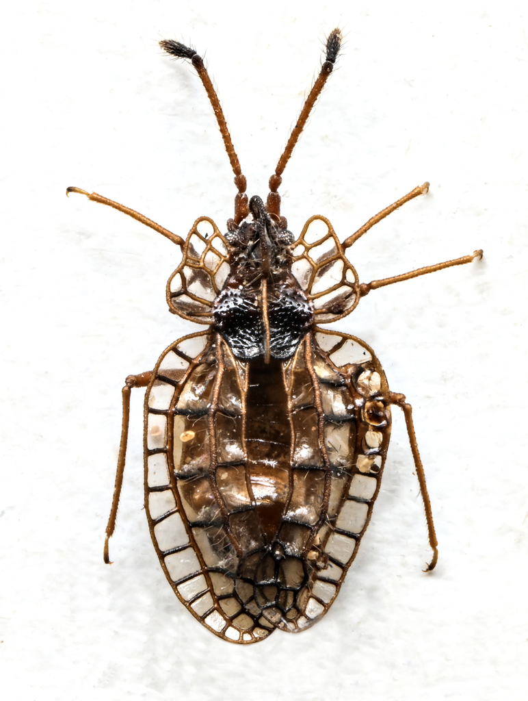 Tinginae