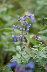 Nepeta × faassenii