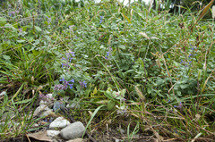 Nepeta × faassenii