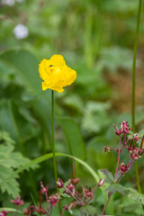 Trollius apertus