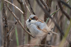 Passer domesticus