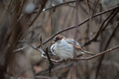 Passer domesticus