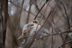 Passer domesticus