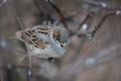Passer domesticus