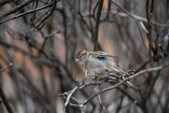 Passer domesticus