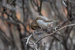 Passer domesticus