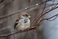 Passer domesticus