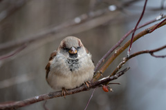 Passer domesticus