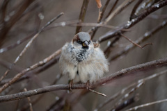 Passer domesticus