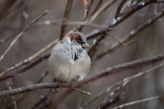Passer domesticus