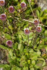 Erigeron borealis