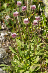 Erigeron borealis