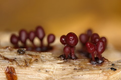Arcyria helvetica