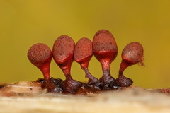 Arcyria helvetica