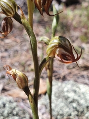 Pterostylis hamata