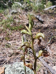 Pterostylis hamata