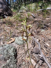 Pterostylis hamata