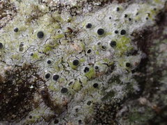 Pertusaria stenhammarii