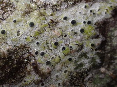 Pertusaria stenhammarii