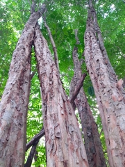 Thouinia paucidentata