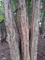 Thouinia paucidentata