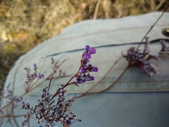 Limonium alutaceum