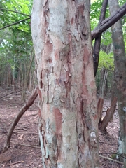 Thouinia paucidentata