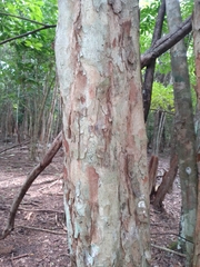 Thouinia paucidentata