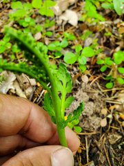 Botrychium michiganense