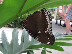 Hypolimnas bolina nerina