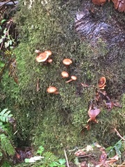 Chrysomphalina chrysophylla