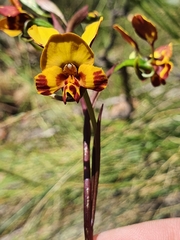 Diuris semilunulata