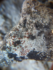 Xanthocarpia marmorata