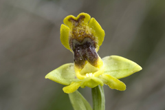 Ophrys sicula