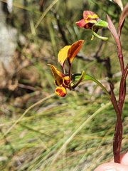 Diuris semilunulata